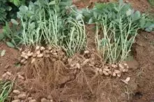 土壤类型(这里告诉你简单小技巧，这样辨别土壤类型)