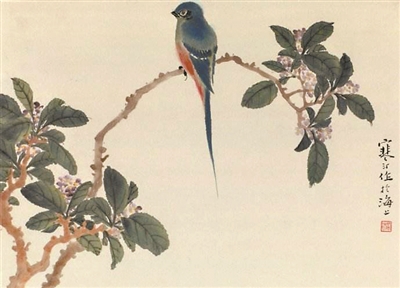 "一品花"瑞香 只因太香躺着"中枪"