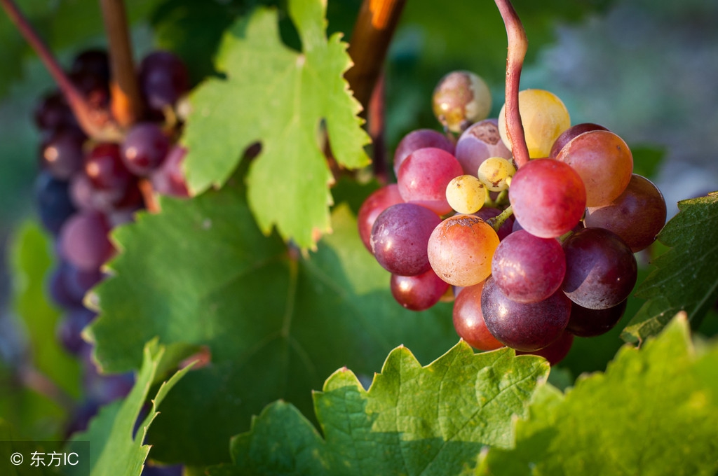 今天葡萄价格多少钱一斤？8月14日全国葡萄批发价行情信息汇总