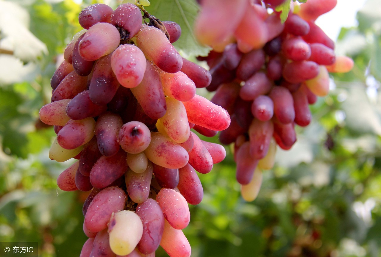今天葡萄价格多少钱一斤？8月14日全国葡萄批发价行情信息汇总