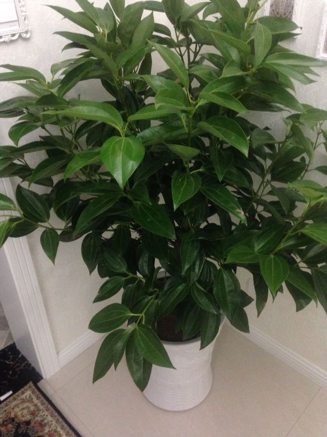 龙竹的禁忌(龙竹适合在客厅有什么禁忌吗)