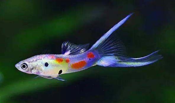 黑羽毛热带鱼怎么养忌讳什么图文