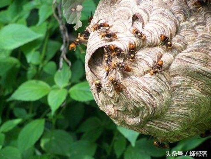 秋季养蜂，胡蜂猖獗怎么办？掌握这些方法，控制胡蜂更有效
