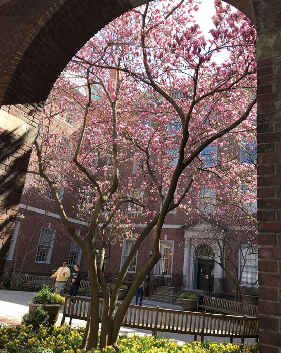 Pick你心中的C位法学院（美国高校篇）