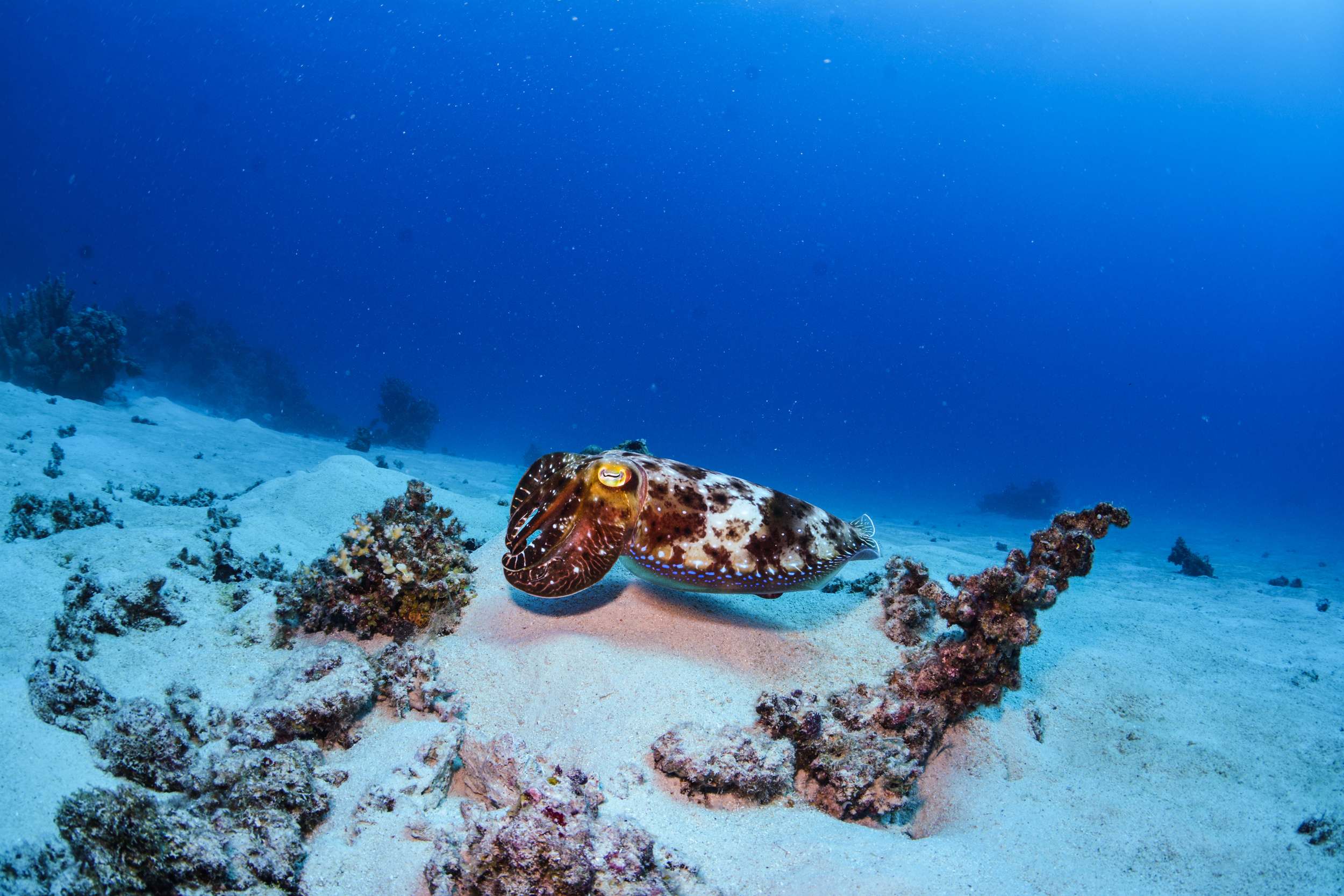 大堡礁直升飞机价格穿过赤道