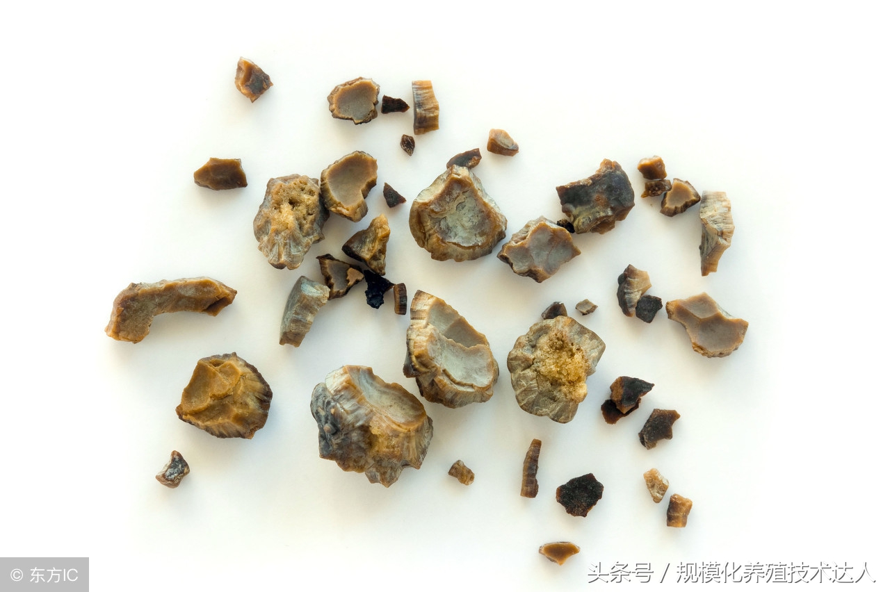 「羊病预警」羊肉出现黄膘肉的原因及预防方法！