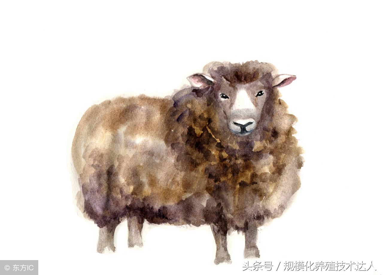 「羊病预警」羊肉出现黄膘肉的原因及预防方法！