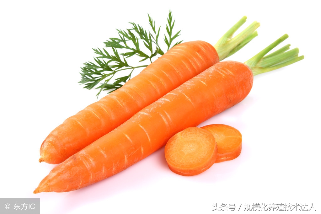 「羊病预警」羊肉出现黄膘肉的原因及预防方法！