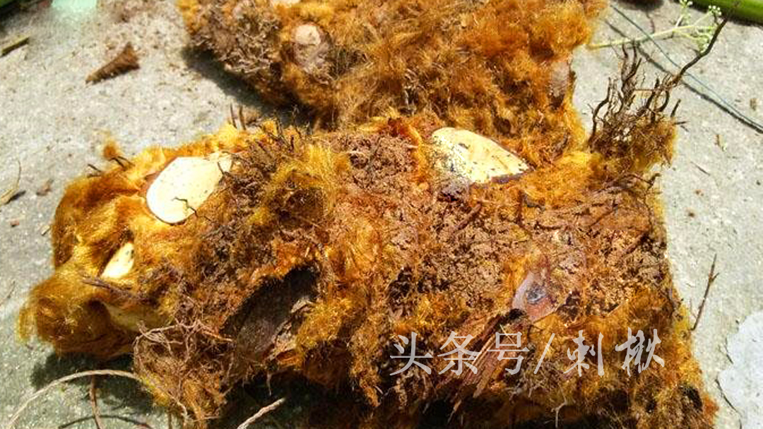 金狗脊的功效与作用(农村有一种神奇的) - 行就行