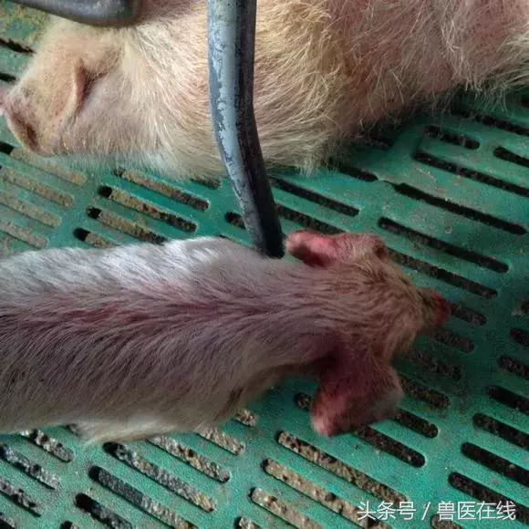 10种常见猪病首选的一种药,你知道吗?