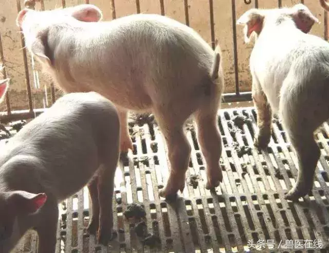 10种常见猪病首选的一种药,你知道吗?