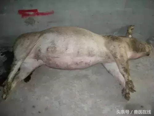 10种常见猪病首选的一种药,你知道吗?