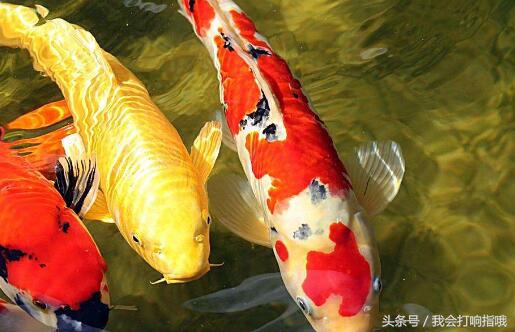 女人梦见吃鱼什么预兆（这4件事要是梦见接下来鸿运当头）