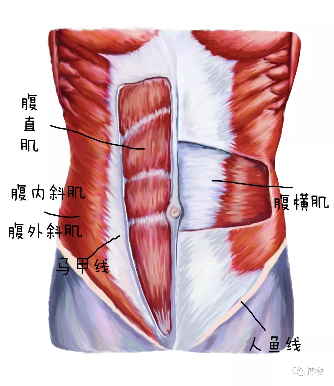 腹肌各个部位图图片