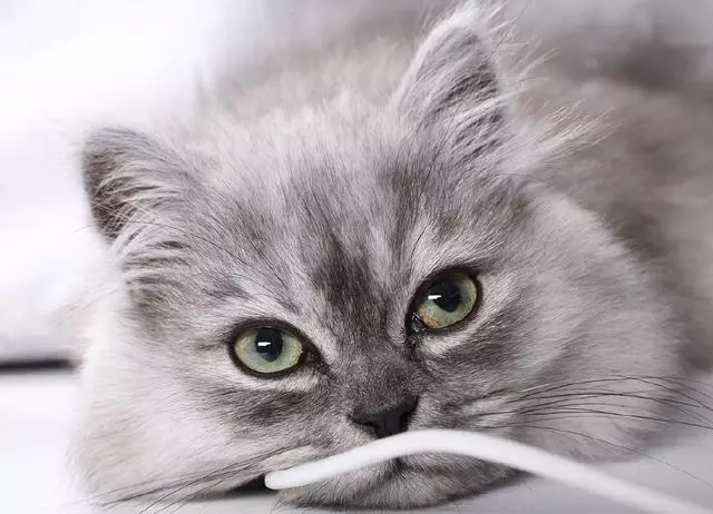 十二星座最适合养哪种猫？天蝎座是缅因猫，水瓶座的猫最可爱！