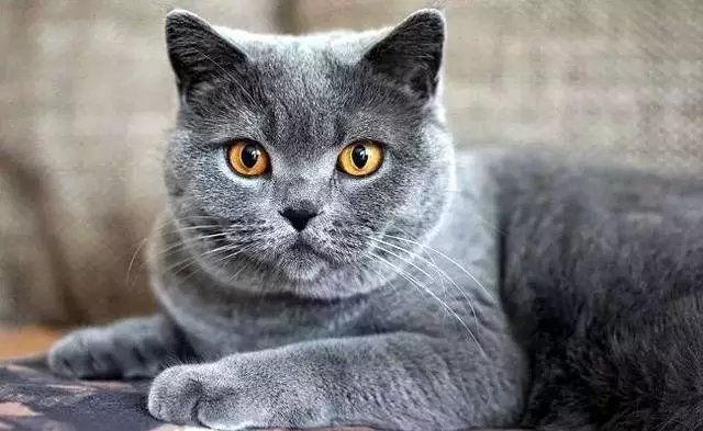 十二星座最适合养哪种猫？天蝎座是缅因猫，水瓶座的猫最可爱！