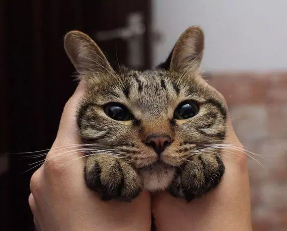 十二星座最适合养哪种猫？天蝎座是缅因猫，水瓶座的猫最可爱！