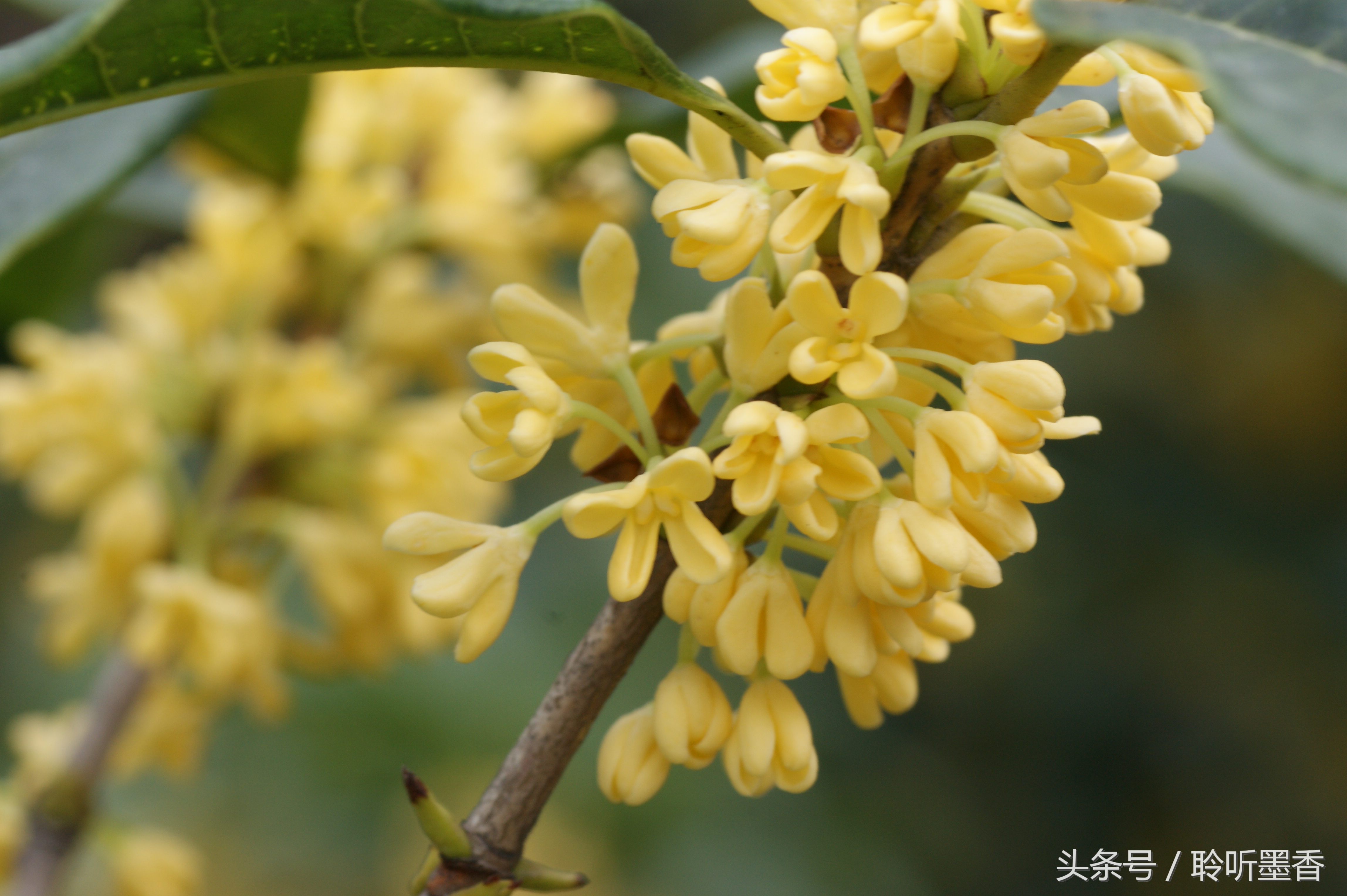 人闲桂花落，夜静春山空 月出惊山鸟，时鸣春涧中