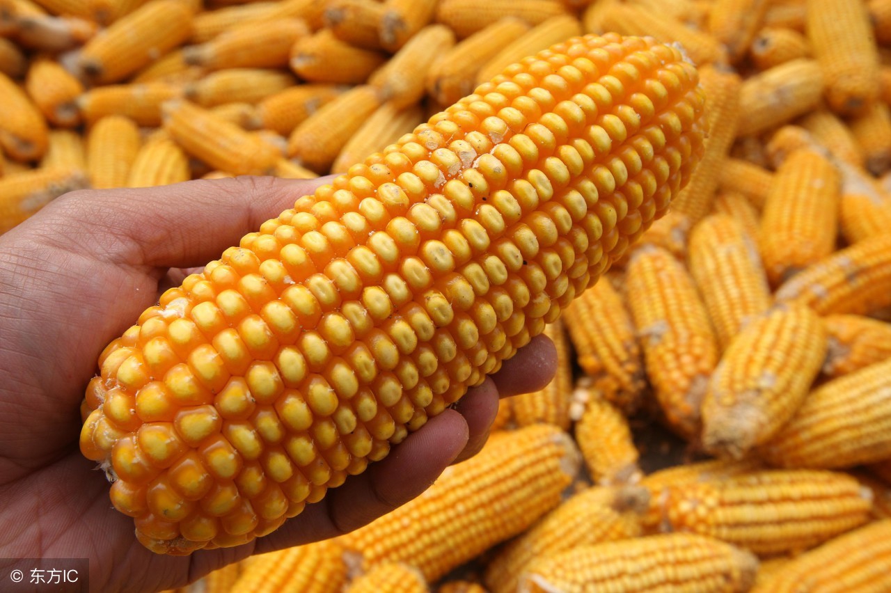 学会计算玉米含水量，秋季卖粮不上当！怎么识破粮贩骗术？