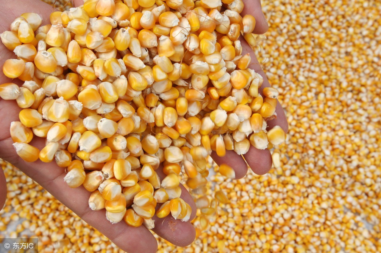 不同含水量玉米籽粒的感官判定标准不同