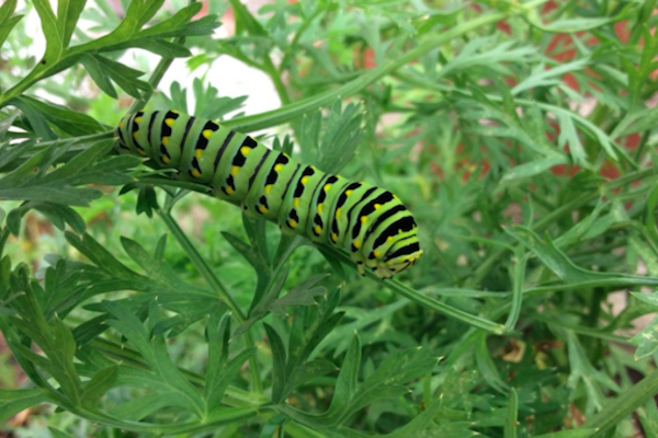 农村菜地里常见的"茴香虫",原来这就是金凤蝶的幼虫