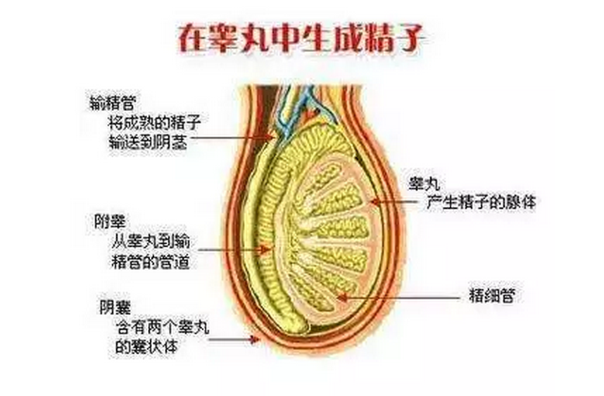 2岁宝宝先天睾丸“错位”，医生腹腔镜下手术送它“回家”