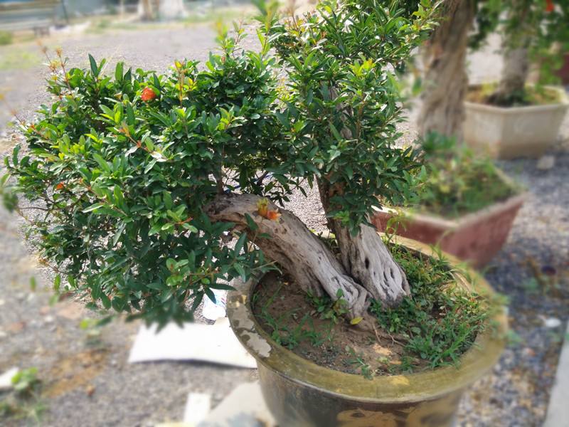 石榴花的盆景造型如何栽培,造型特点栽种技术有哪些?