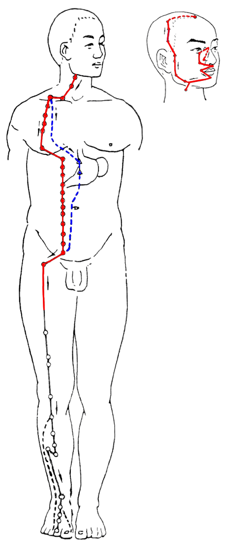 人体十二经络与十二时辰的关系和运行路线图解展示