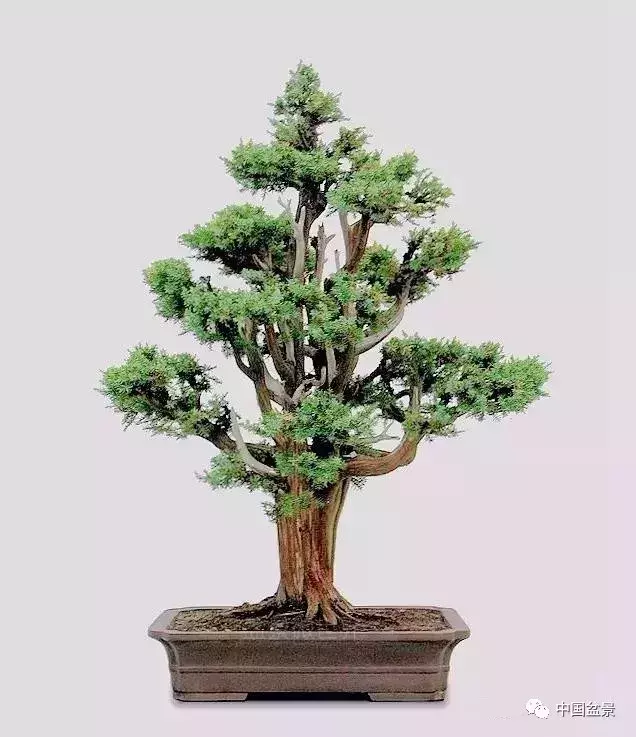 刺柏盆景图片(一组刺柏盆景作品欣赏,生命需要一份淡然,岁月也需要一