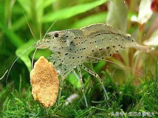 观赏虾混养杂交探讨