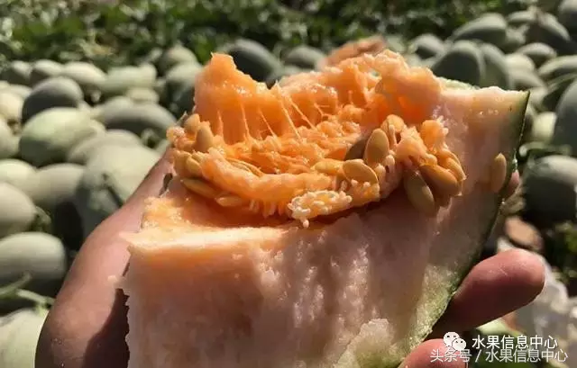 哈密瓜长在树上还是地上（最全哈密瓜产地和品种说明书）