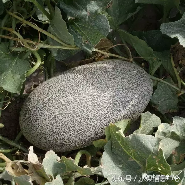 哈密瓜长在树上还是地上（最全哈密瓜产地和品种说明书）