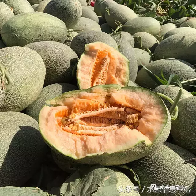 哈密瓜长在树上还是地上（最全哈密瓜产地和品种说明书）