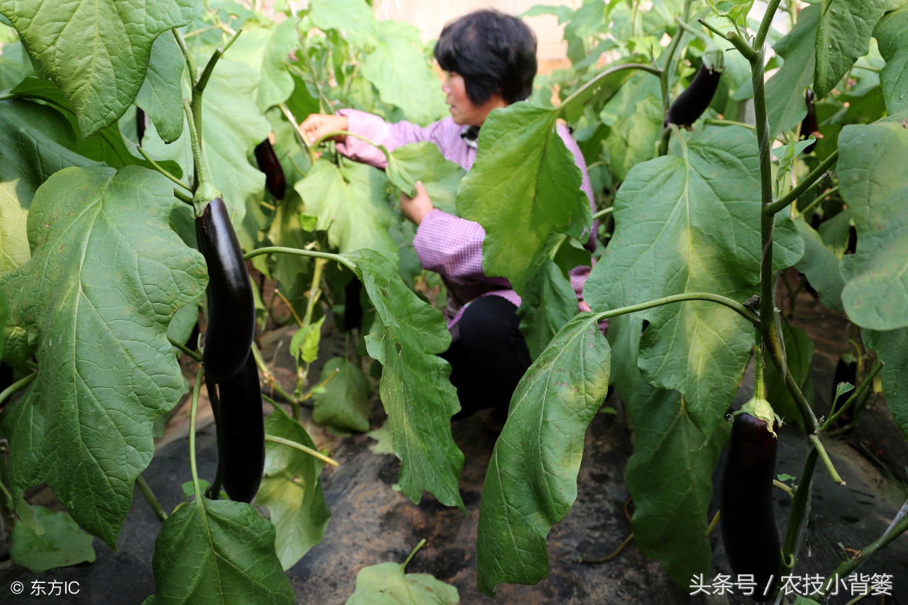 提高茄子产量的三种常用整枝方法，你都用对了吗？