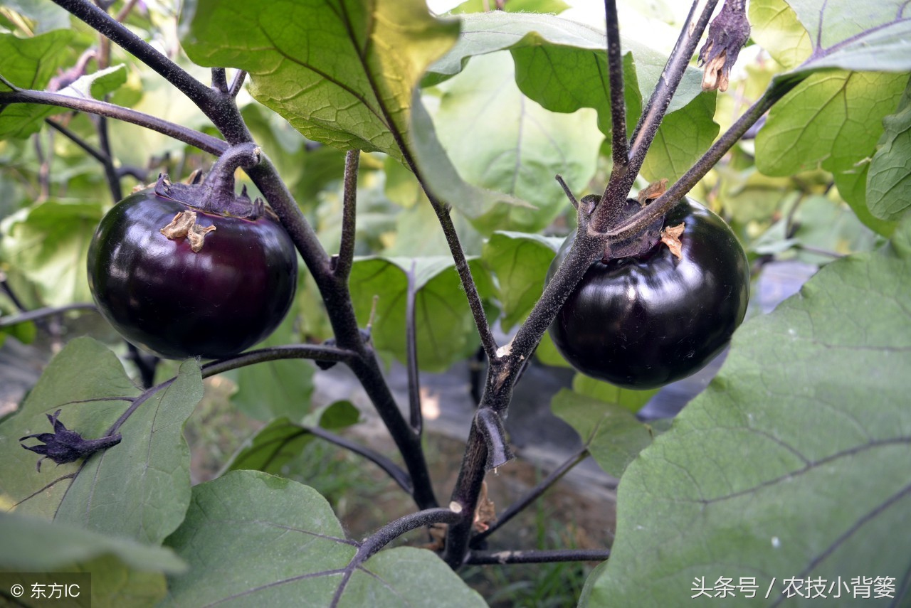 提高茄子产量的三种常用整枝方法，你都用对了吗？