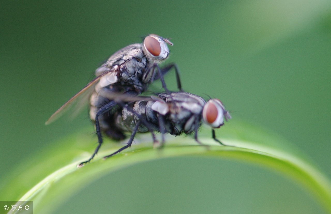 如何消灭苍蝇最有效，快速有效消灭苍蝇的方法