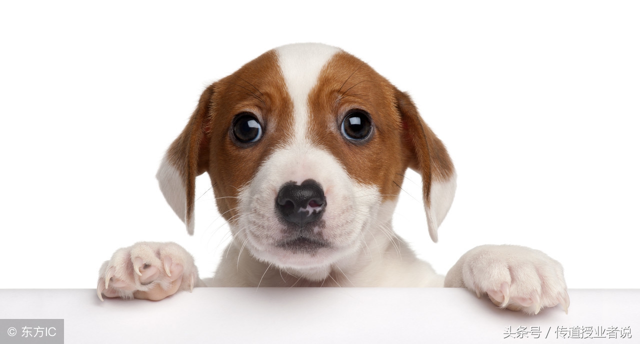 一年级好词好句，写话不发愁