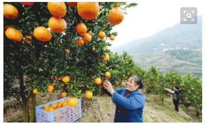 生产产品入库会计分录（自制农产品采摘入库及销售会计分录）