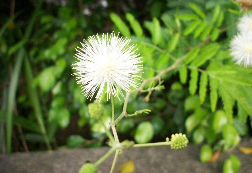 啤酒浇花怎么兑水（养花浇水小技巧及步骤）