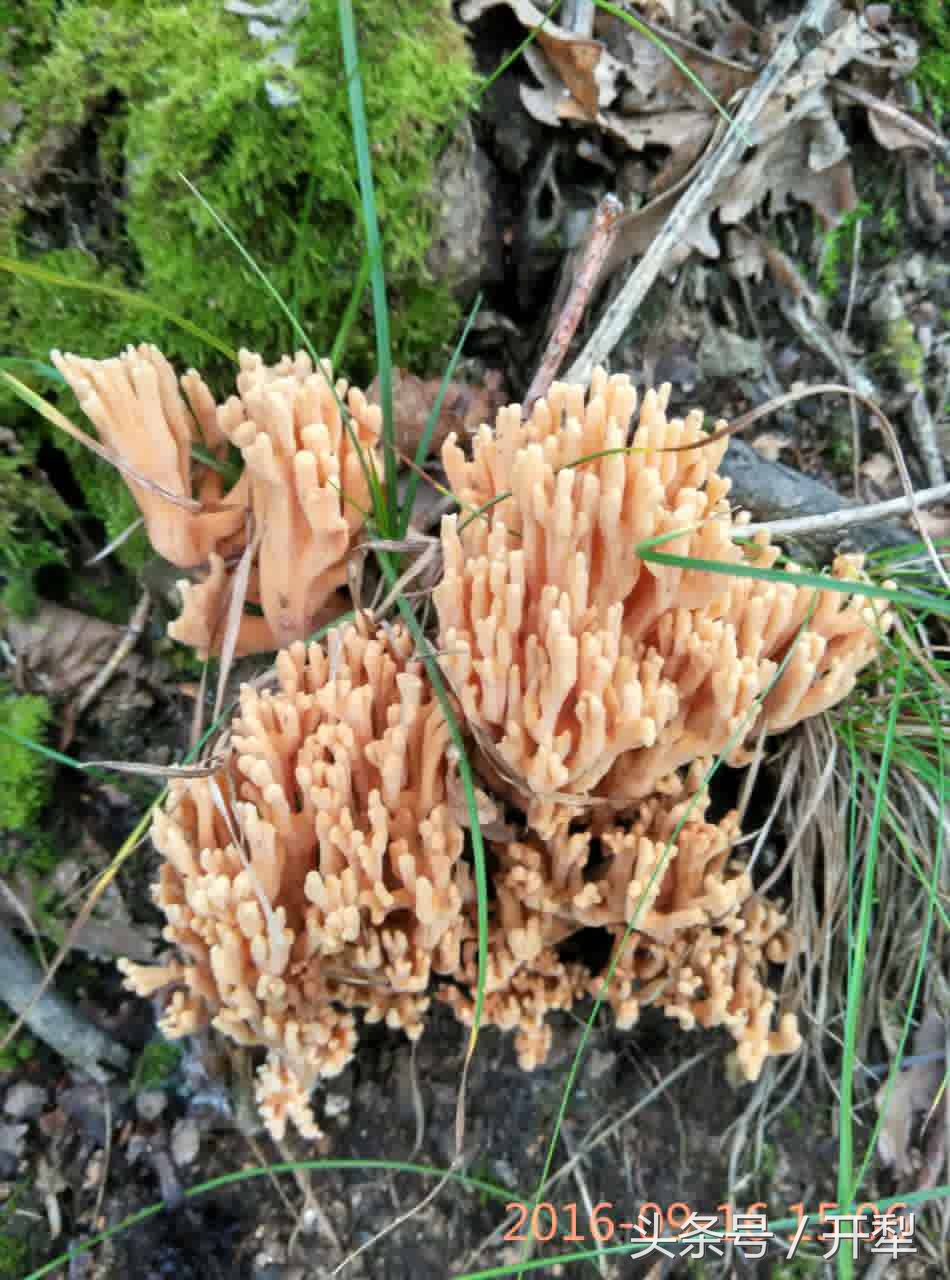 东北山区常见可食用菇类及有毒菌类介绍,小心不要误采误食哦