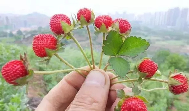蛇果图片(农村的山里很多蛇莓果子) - 赤虎壹号
