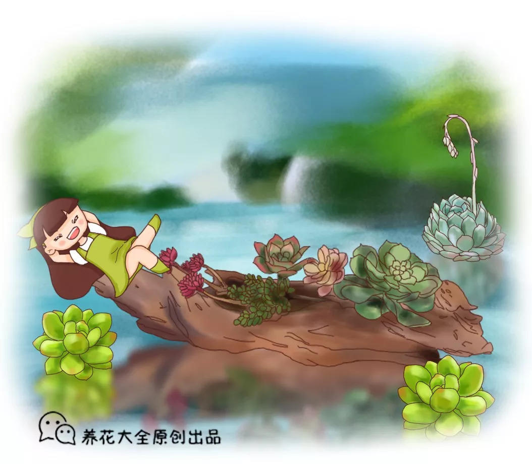 多肉品种多,这几种路边就能找到,这下省钱了!