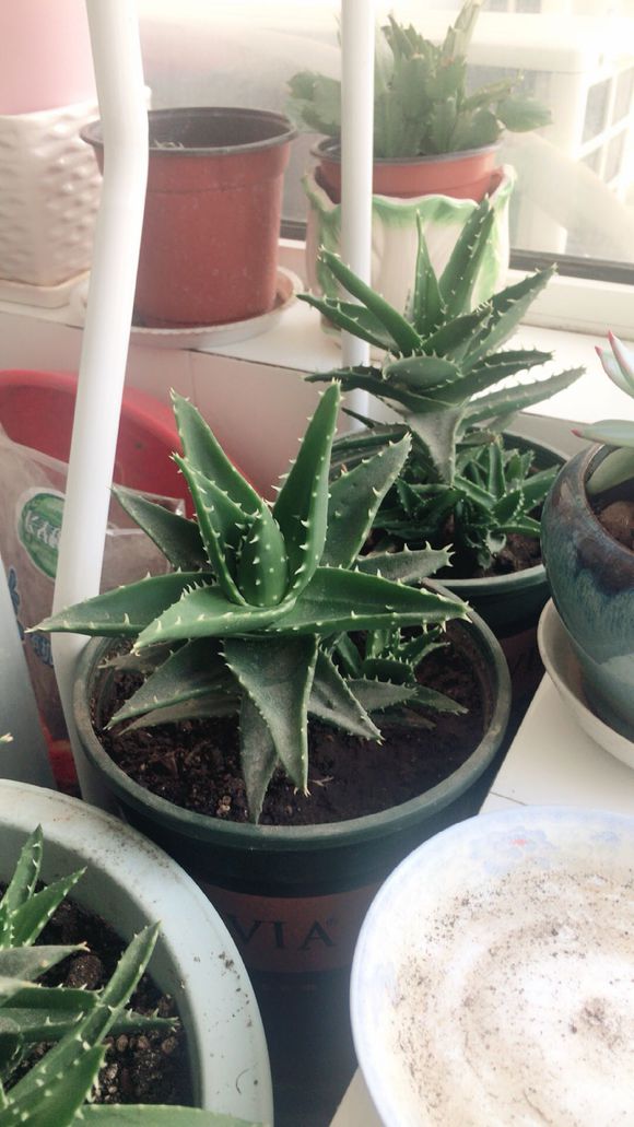 美容消炎净化空气，芦荟作用到底有多少，赶紧点进来了解一下吧！