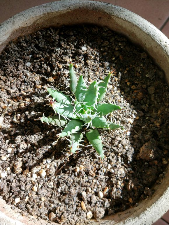 美容消炎净化空气，芦荟作用到底有多少，赶紧点进来了解一下吧！