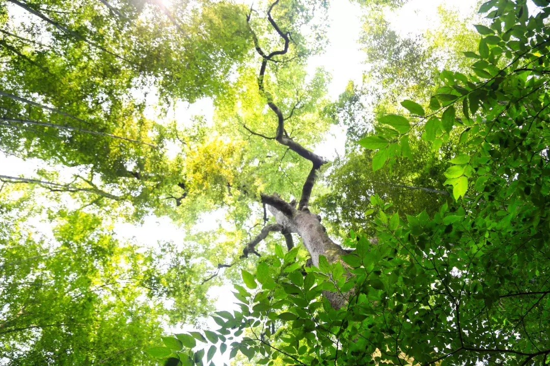 隐于杭城繁华地，置身于九溪天然氧吧，杭州千禧度假酒店