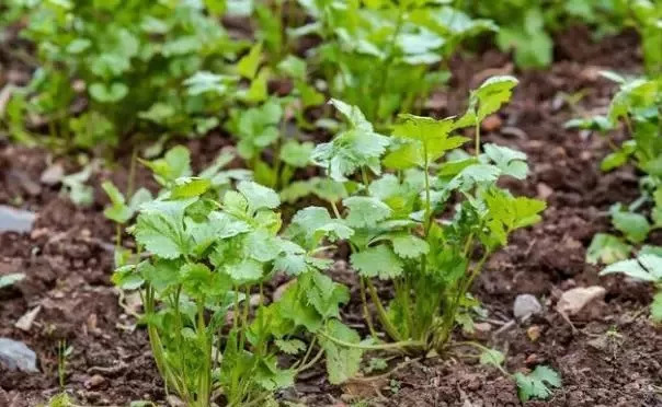 香菜发芽困难，这样种植香菜发芽不仅快还齐