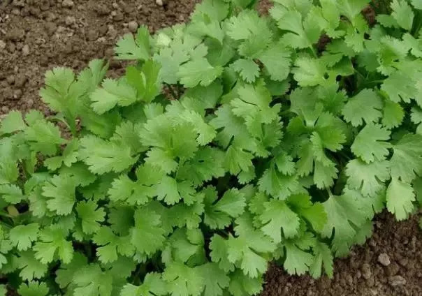 香菜发芽困难，这样种植香菜发芽不仅快还齐