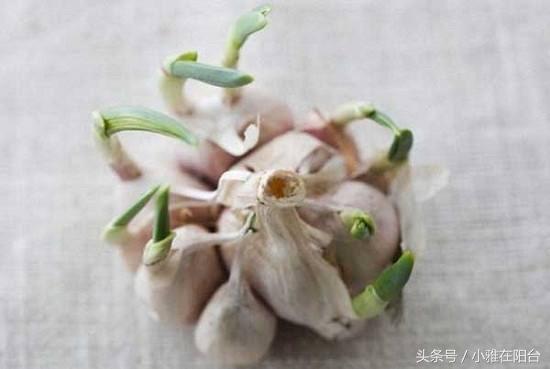 秋天种一盆蒜苗，十天能长一尺高，可吃好几茬，还能收获大蒜