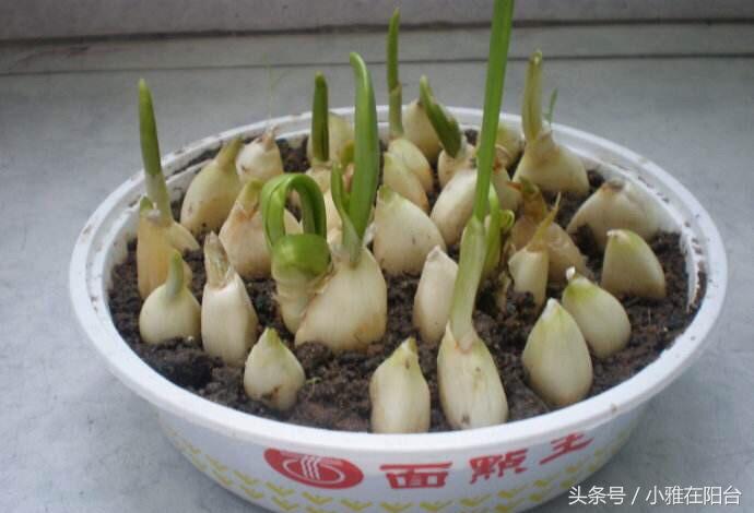 秋天种一盆蒜苗，十天能长一尺高，可吃好几茬，还能收获大蒜