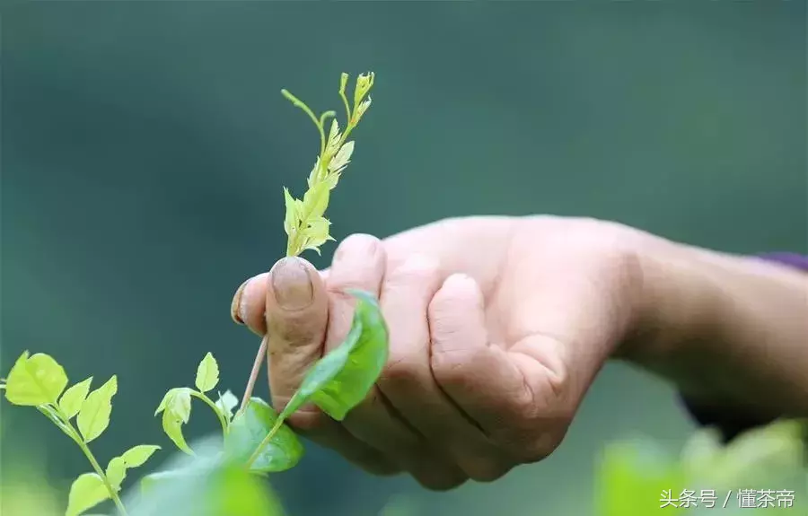 张家界莓茶是什么？究竟有什么好处？